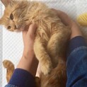推定2歳の茶トラ女の子