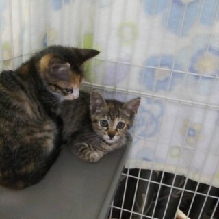 可愛いキジトラの女の子♪
