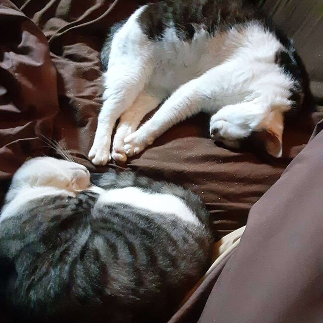 トムベルミイココままのカバー写真