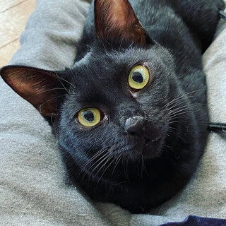 子熊のような甘えん坊ボーイ＊メル・一歳