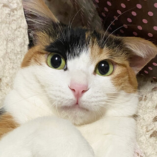 甘えん坊な三毛の女の子＊ラテちゃん・推定6歳