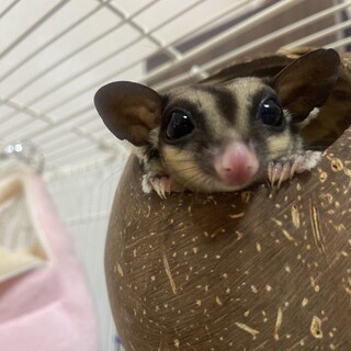 愛らしいフクロモモンガ です