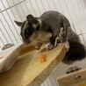 愛らしいフクロモモンガ です サムネイル3