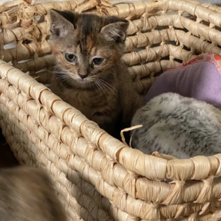 ケア済み！兄弟の子猫（キジトラ、サビ）