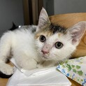 大人びた子猫ふーみんちゃん