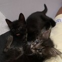 2ヶ月　長毛ちゃんと黒猫ちゃん