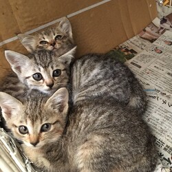 「【保護活動】キジトラ4姉妹保護」サムネイル1