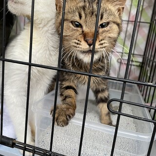 保護猫を迎えませんか？♂