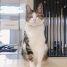 ねこのさかな