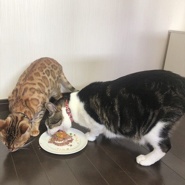 ねこのさかなのカバー写真