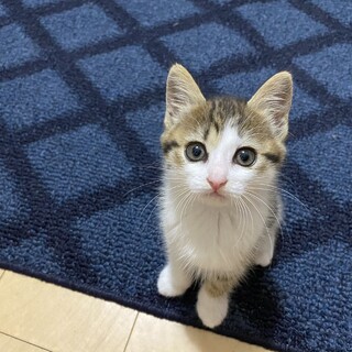 仲良し子猫の兄妹♡♂♀