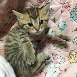 【保護活動】キジトラちゃん保護
