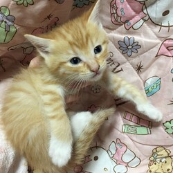 【保護活動】オレンジ茶トラちゃん