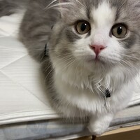 あんじゅ