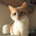 凄く穏やかな男の子