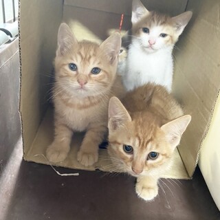 茶トラ、茶白君　7/3Terra里親会参加❗️