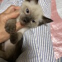 シャムMIXしょうゆ顔のマミオくん