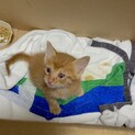 里親決定！生後3週〜1ヶ月の子猫です