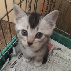 【保護活動】まろちゃん