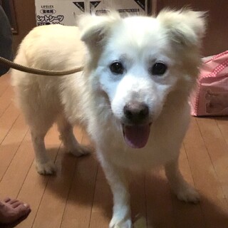 急募・雑種♂白