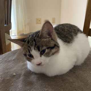 とてもおしとやかなメス猫、生後三ヶ月です