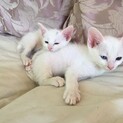 (2匹一緒希望)生後3ケ月弱　人懐こい兄妹白ネコ