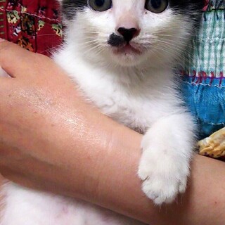 好奇心旺盛な子猫達