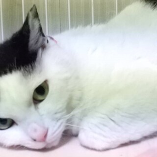 お腹を見せてくれるようになった夢ちゃんです