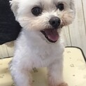 ゆいまる君の幸せトライアルです