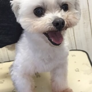 ゆいまる君の幸せトライアルです