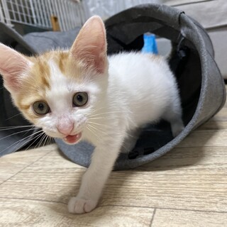 人慣れバッチリ！2ヶ月半の女の子 兄妹セット希望