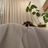 ankoge さん