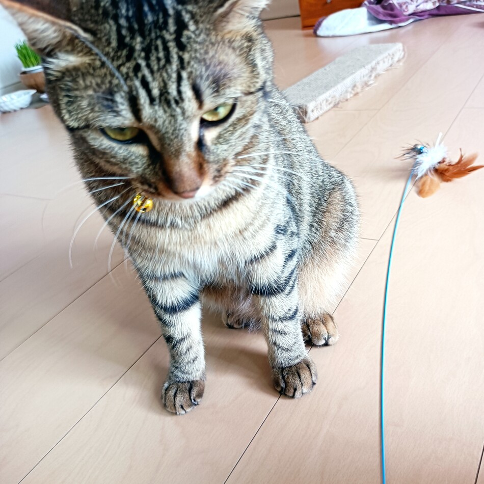 ジェルのカバー写真