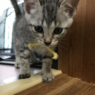 里親決定しました