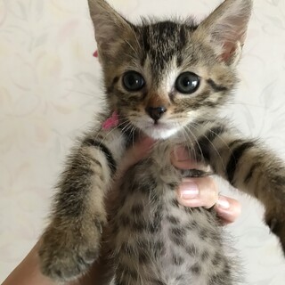 里親決定しました