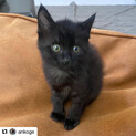 人馴れ◎２ヶ月の子猫