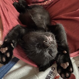 4月11日産。遊ぶの大好き！生後2ヶ月黒虎男の子