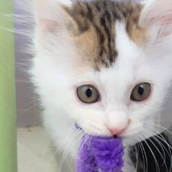 仔猫たち、おもちゃに夢中～