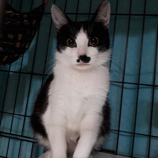 子猫と一緒に保護しました黒白ママ猫♀️