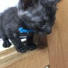 里親決定しました サムネイル4