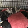 里親決定しました サムネイル6