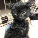 ビビリのコピくんです♪
