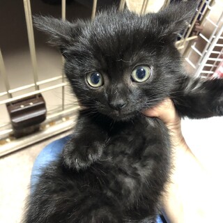 ビビリのコピくんです♪