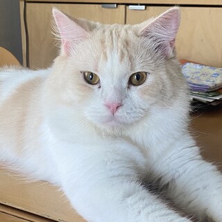 ☆モフモフ長毛のシンバくん☆