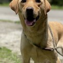 イエローラブの女の子(一旦停止)