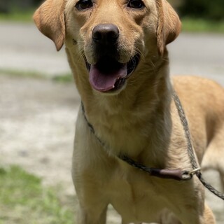 イエローラブの女の子(一旦停止)