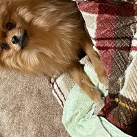 顔がとにかくかわいい