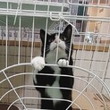 飼い主がき決まりました！保健所収容：仮名・ツリー♂