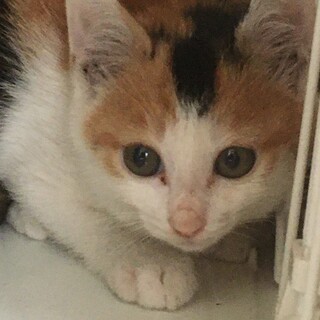 募集停止かわいいお顔の三毛猫ちゃん
