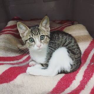 飼い主がきまりました！保健所収容：仮名・キツネ♀